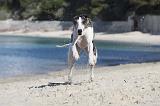 WHIPPET 202